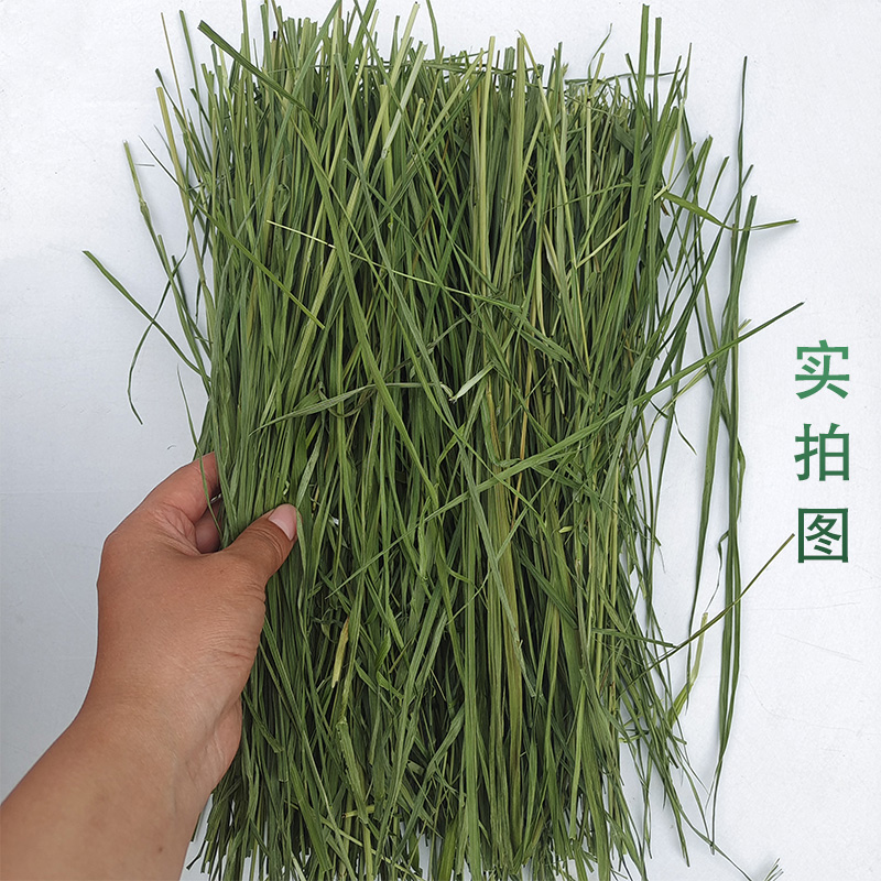 7A烘干黄金燕麦草草段兔子草龙猫荷兰猪粮食兔粮饲料干草磨牙岷县 - 图2