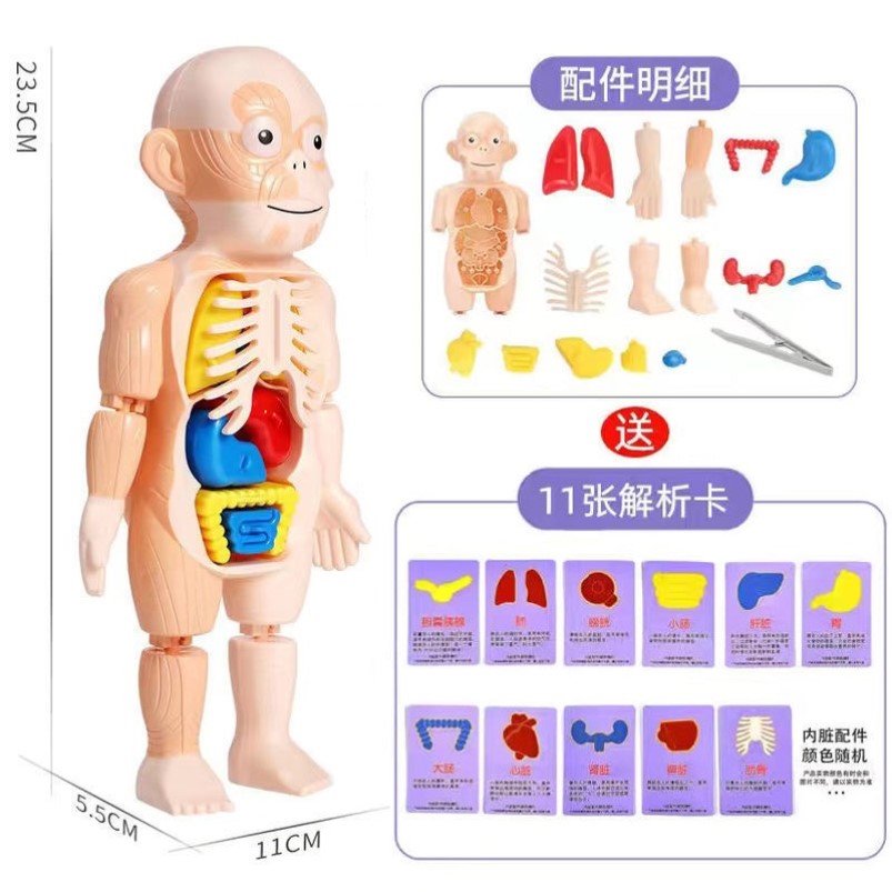 儿童版可拆卸人体结构模型器官解剖身体内脏五脏六腑骨骼拼装玩具 - 图0