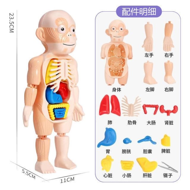 人体骨骼模型骨架结构全身3d可拆卸拼装儿童医学迷你小型骷髅玩具 - 图1