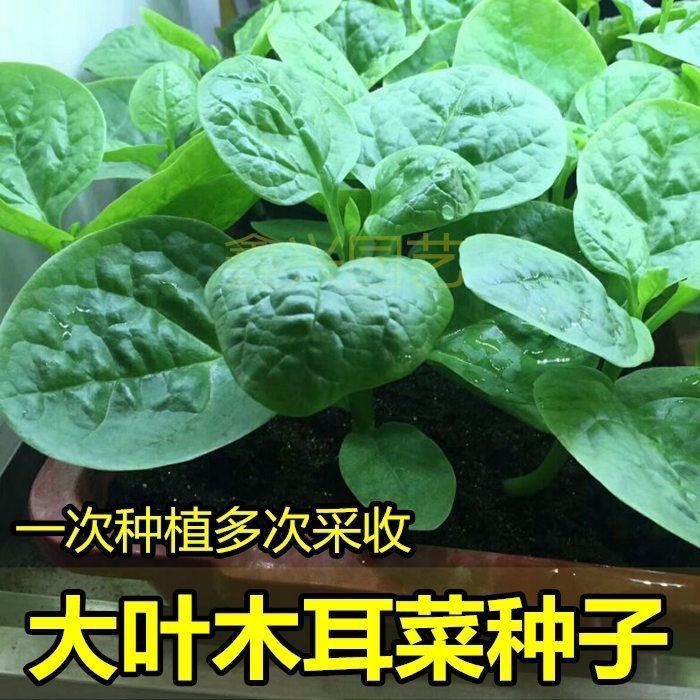 大叶木耳菜种子四季种速生豆腐菜种籽春夏秋阳台盆栽田园蔬菜种子 - 图3