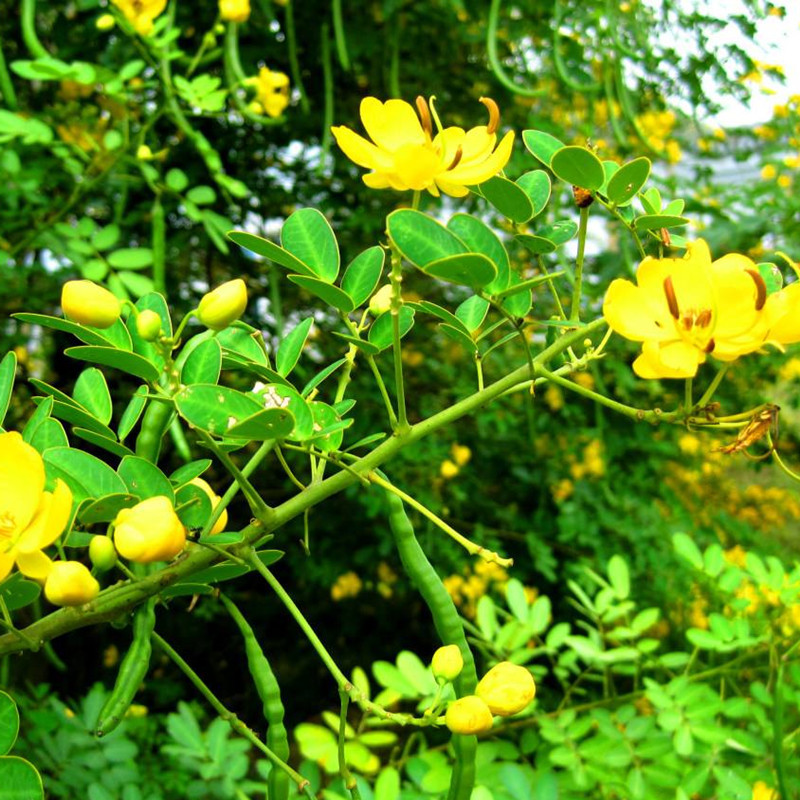 防蛇奇花草蛇草蛇灭门种子护坡固土灌木黄花决明子望江南 - 图1