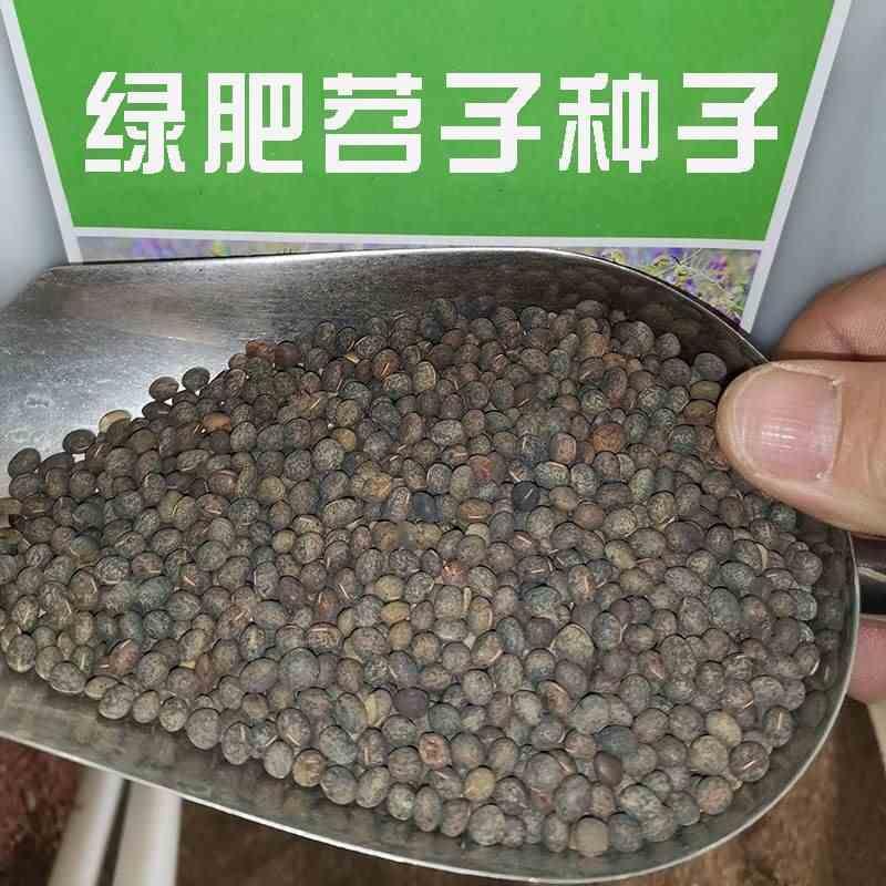 毛苕种子长柔毛野豌豆种籽箭舌豌豆种毛叶光叶紫花苕子毛苕子绿肥 - 图0