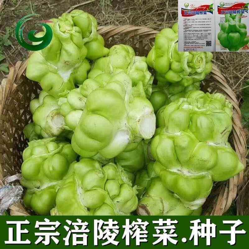 涪陵榨菜种子正宗四川大头菜榨菜头青菜头芥菜夏秋季蔬菜耐高温种 - 图0