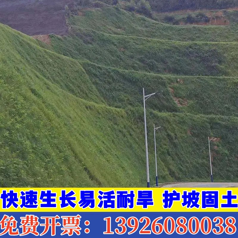 护坡固土草坪草籽四季常青耐旱狗牙根绿化边坡山坡鱼塘复绿草种籽 - 图0