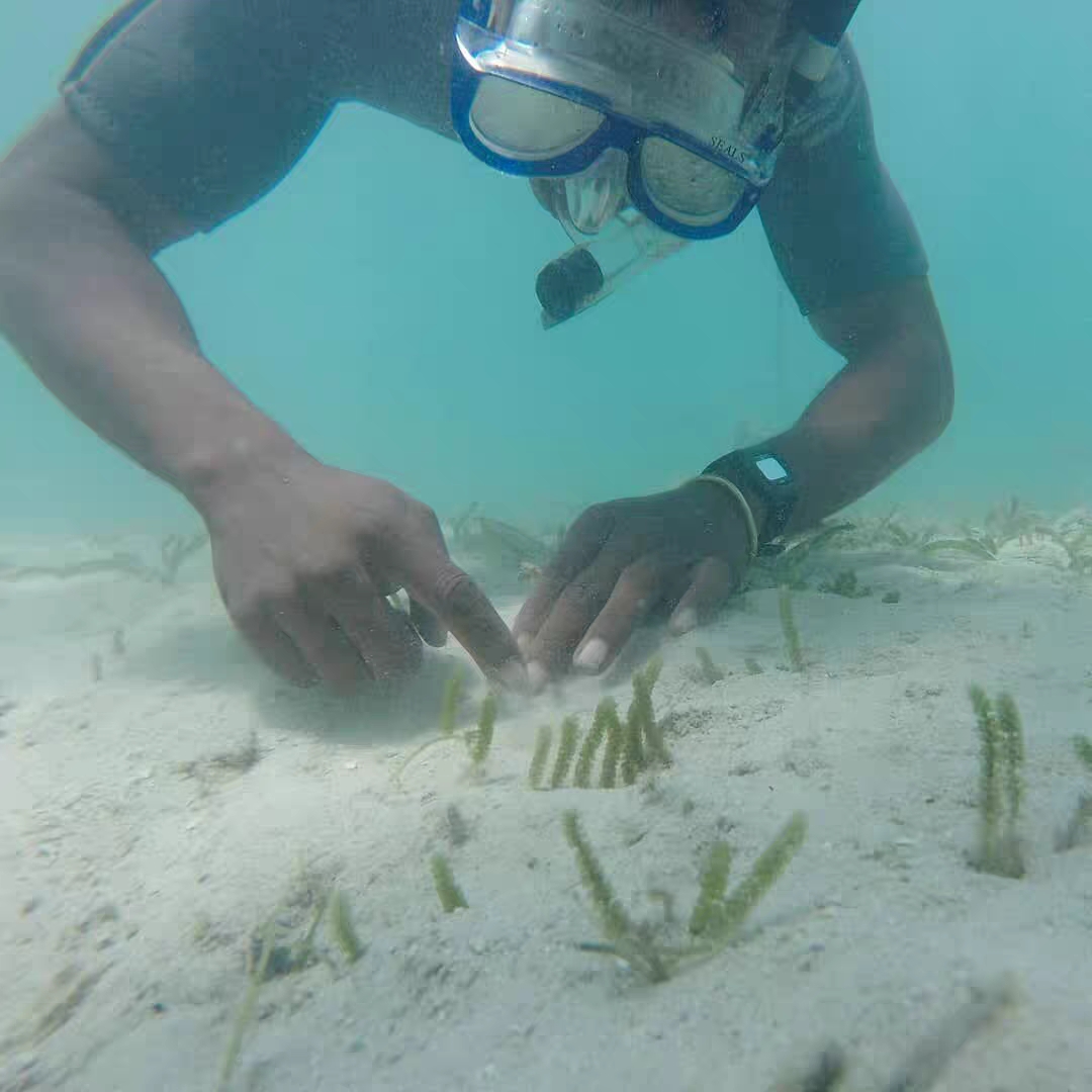 海葡萄新鲜即食盐渍海葡萄海带海洋蔬菜绿色鱼子酱海藻凉拌菜500g - 图2