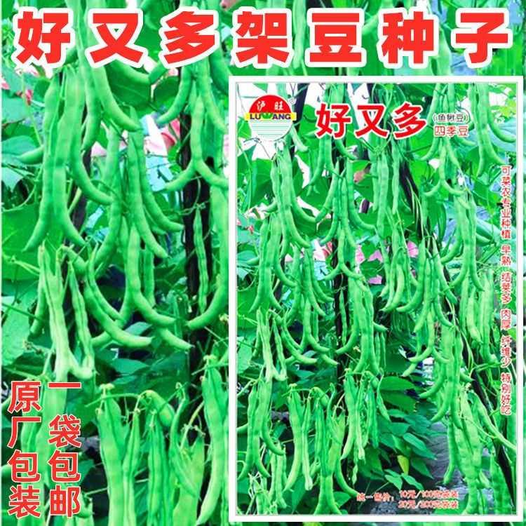 四季豆种子好又多青荚肉架豆菜豆角种籽四川春秋季农家田园蔬菜孑 - 图2