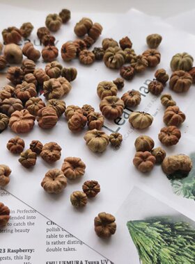 小桔瓜进口植物干花果实 永生花香薰香包 森系花环玻璃罩材料