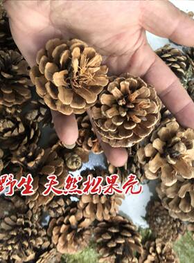 天然瑕疵松果松塔花盆垫底透气有机植料土壤野外篝火材料diy手工