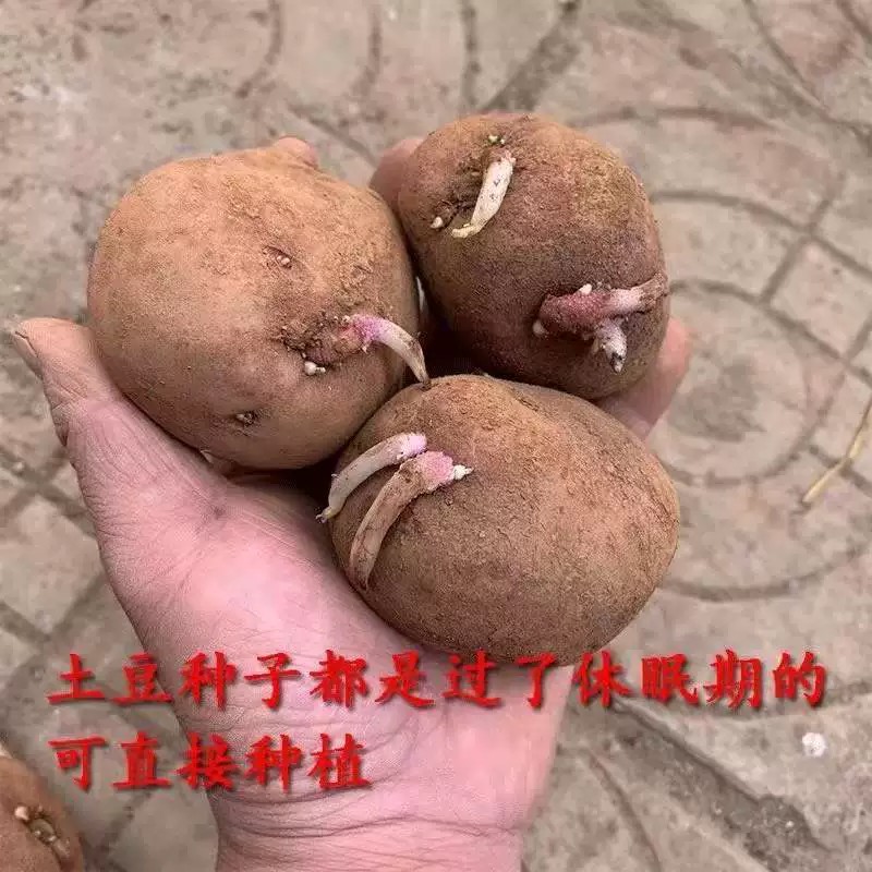 红皮黄心高产早熟土豆种云南老品种原种新鲜马铃薯种植苗发芽洋芋-图2