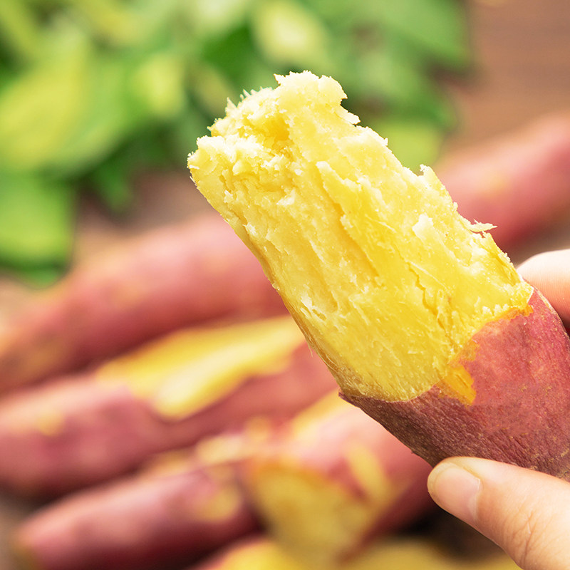 新鲜陕西农家黄心现挖沙地板栗红薯 今鲜乐番薯