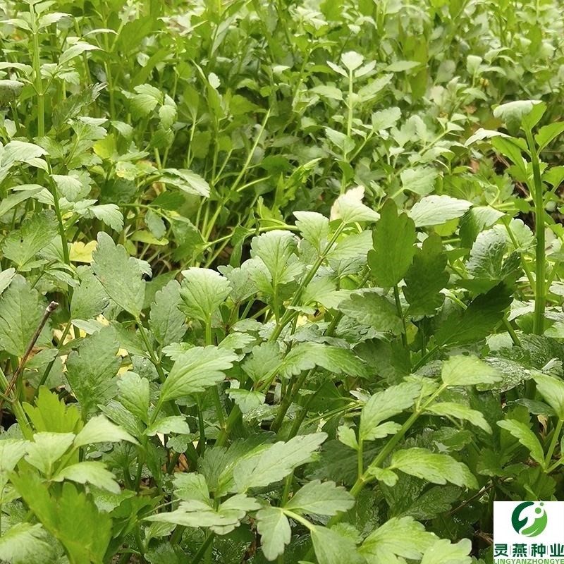 湖南野生水芹菜种苗种子阳台易种包邮现采现发野菜种子野芹菜种籽