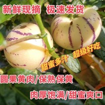 Natural Cooked Polar Speed Shipment on Fruit Yellow Flesh Round Fruit Trees in the Longevity Home of Yunnan