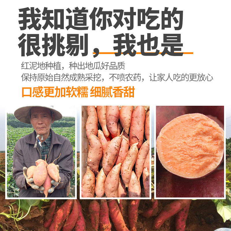 茂名王番薯10斤装黄黄心5鸡蛋 唱果歌生鲜番薯