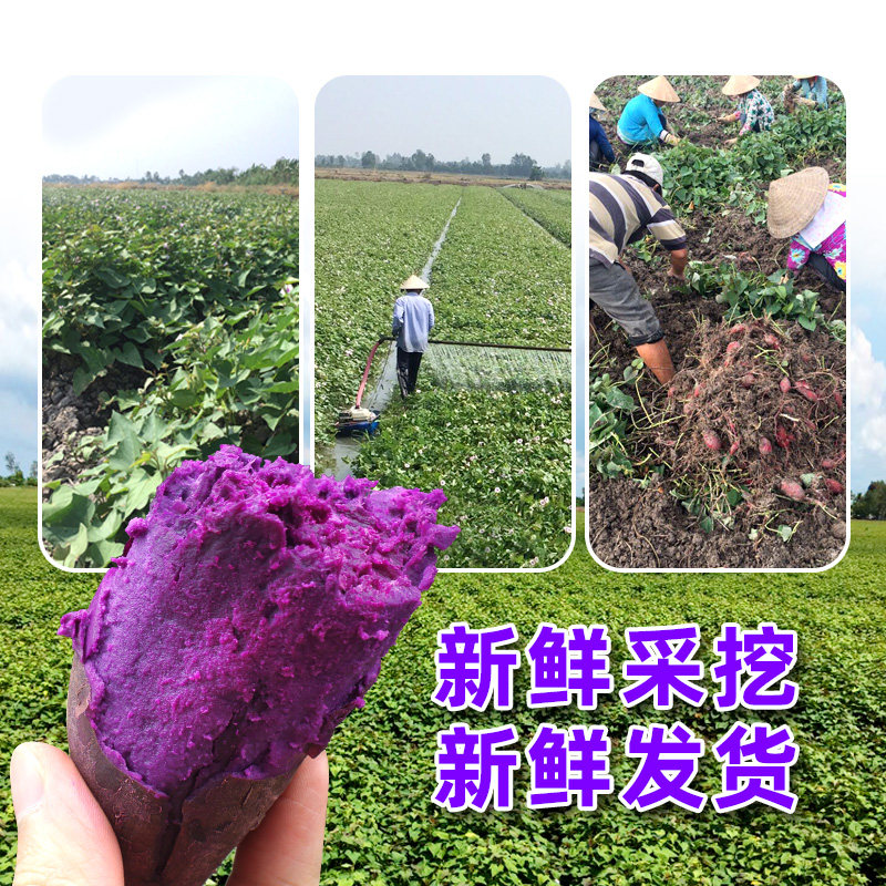 10斤农家蜜薯沙地香包邮5新鲜红薯 唱果歌生鲜番薯