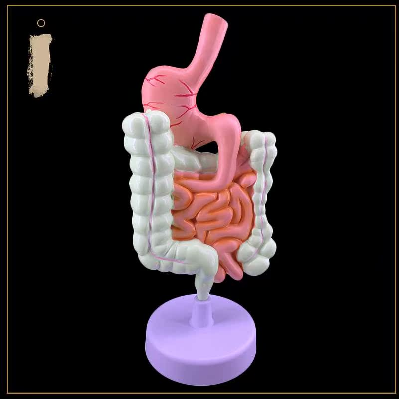 人体消化系统解剖模型大肠模型直肠十二指肠内脏肠胃解剖构造模型-图0