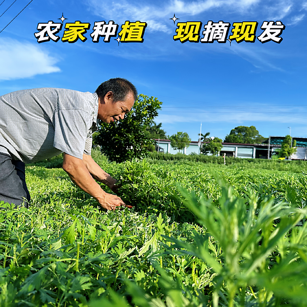 新鲜纯农家肥嫩艾草农户合作社专业种植生艾草艾糍粑艾粄农村蔬菜-图1