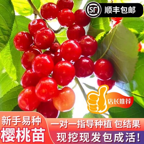 正宗车厘子树苗盆栽矮化黑珍珠特大樱桃树苖果树南方北方种植果苗 - 图1