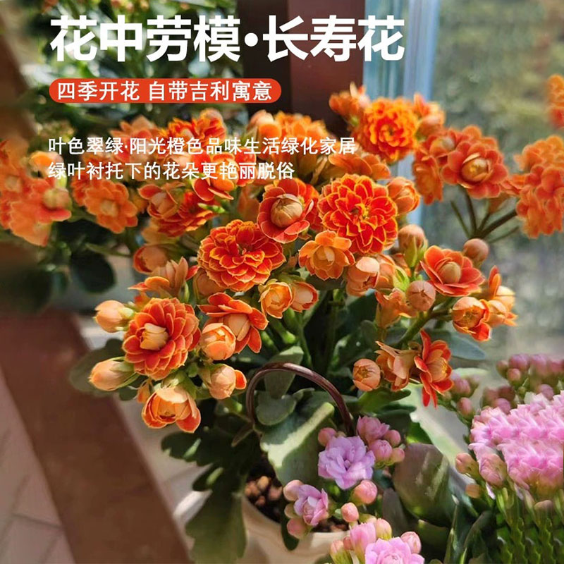 长寿花盆栽植物重瓣大花带花苞金狐狸室内四季开花卉好养活的绿植 - 图3