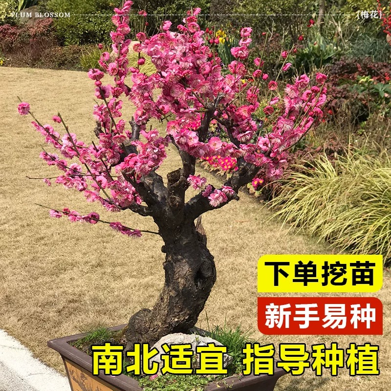 原生梅花树苗盆栽室外庭院地栽四季开花植物盆景耐寒老桩冬梅腊梅 - 图3