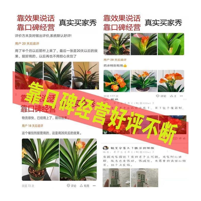 叶面喷施营养液君子兰催箭剂专用催花保花催箭拔箭灵防夹室内花草