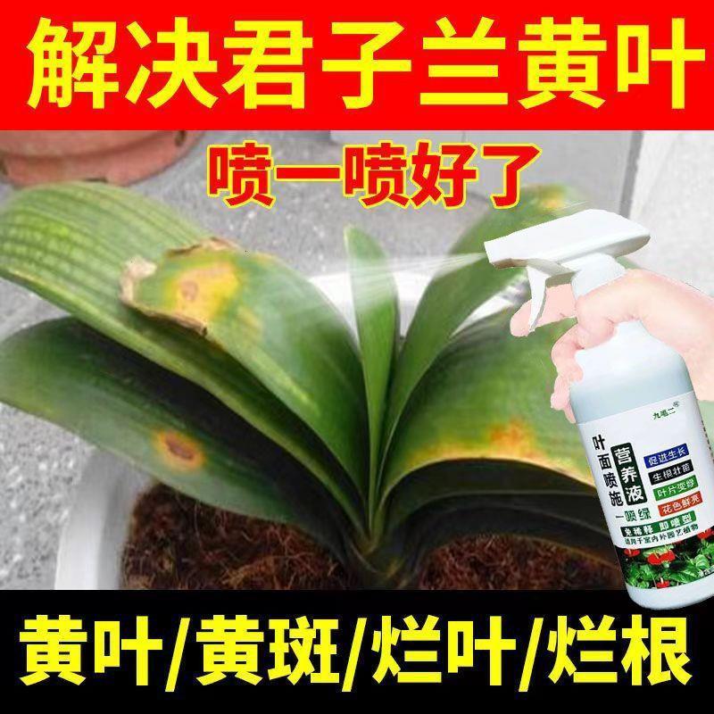 植物营养液通用型君子兰烂根黄叶专用药治君子兰黄叶烂根连根烂杀