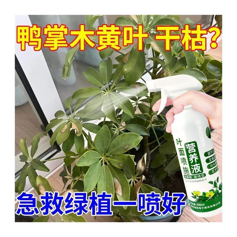 花草营养液通用鸭脚木营养液八方来财预防黄叶烂根促进生叶面喷施-图3