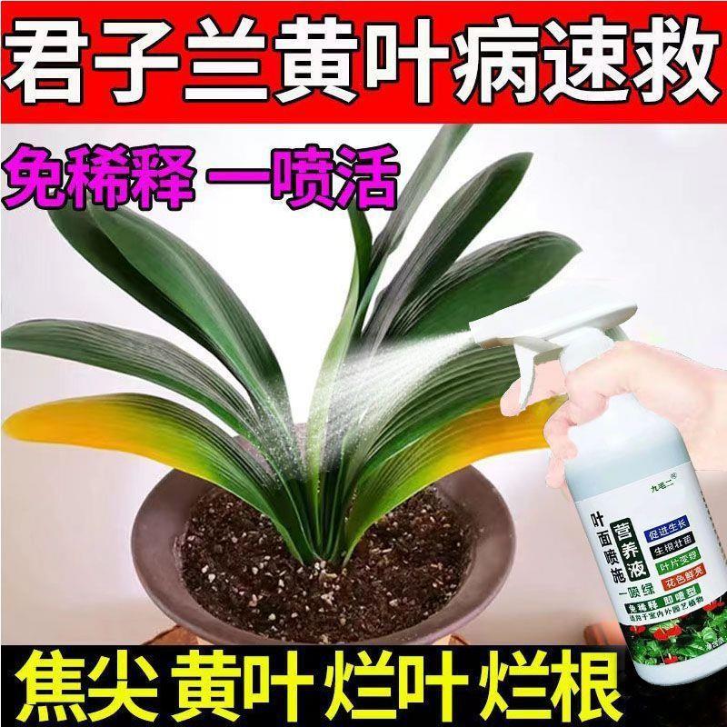 植物营养液通用型君子兰烂根黄叶专用药治君子兰黄叶烂根连根烂杀