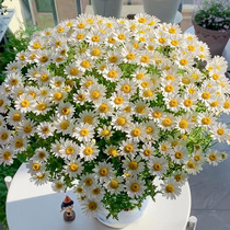 Small daisy seed Season Sowing Flowering Indoor outdoor potted flowers Good raising Easy to live flower seed Seed Seedseed