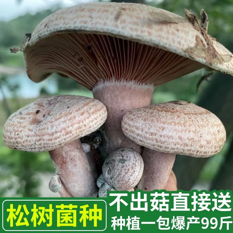 野生乌纵菌黄纵菌人工栽培黄枞菌 松菌 松纵菌人工种植菌种 - 图2