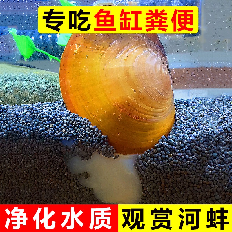 鱼缸专吃鱼屎粪便冷水观赏淡水鱼热带鱼清理清道夫鱼清洁净水河蚌-图2