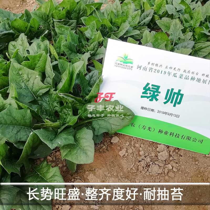 精品研益农圆叶京尖叶大叶菠菜种子基地菜农四季耐热耐寒菠菜种孑