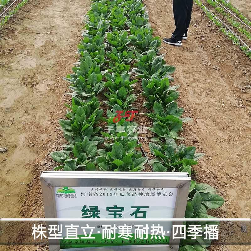 精品研益农圆叶京尖叶大叶菠菜种子基地菜农四季耐热耐寒菠菜种孑