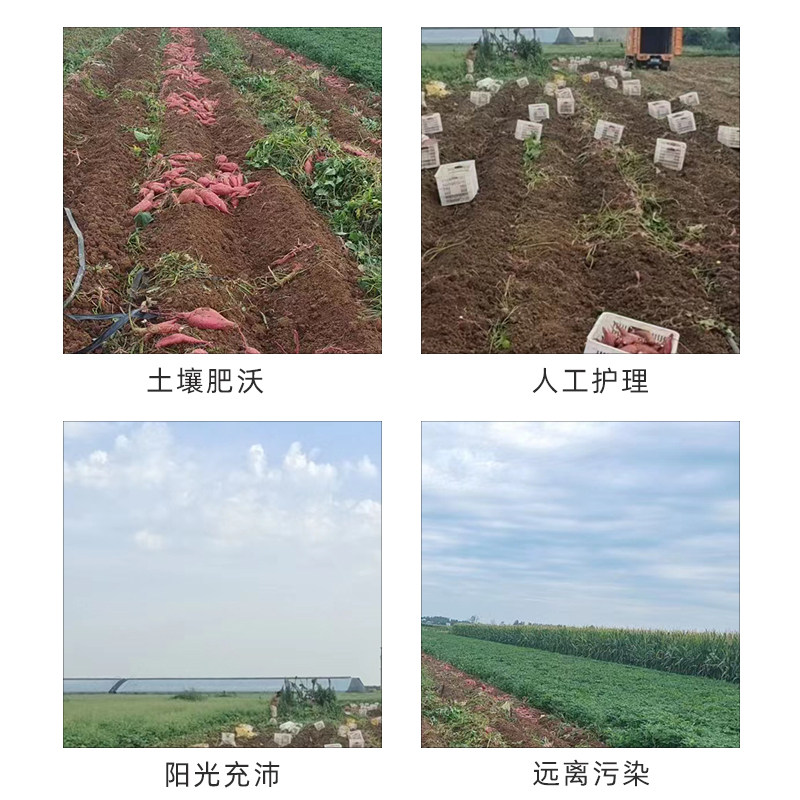 渠首红新鲜九斤板栗沙地超甜番薯 豫西臻选番薯