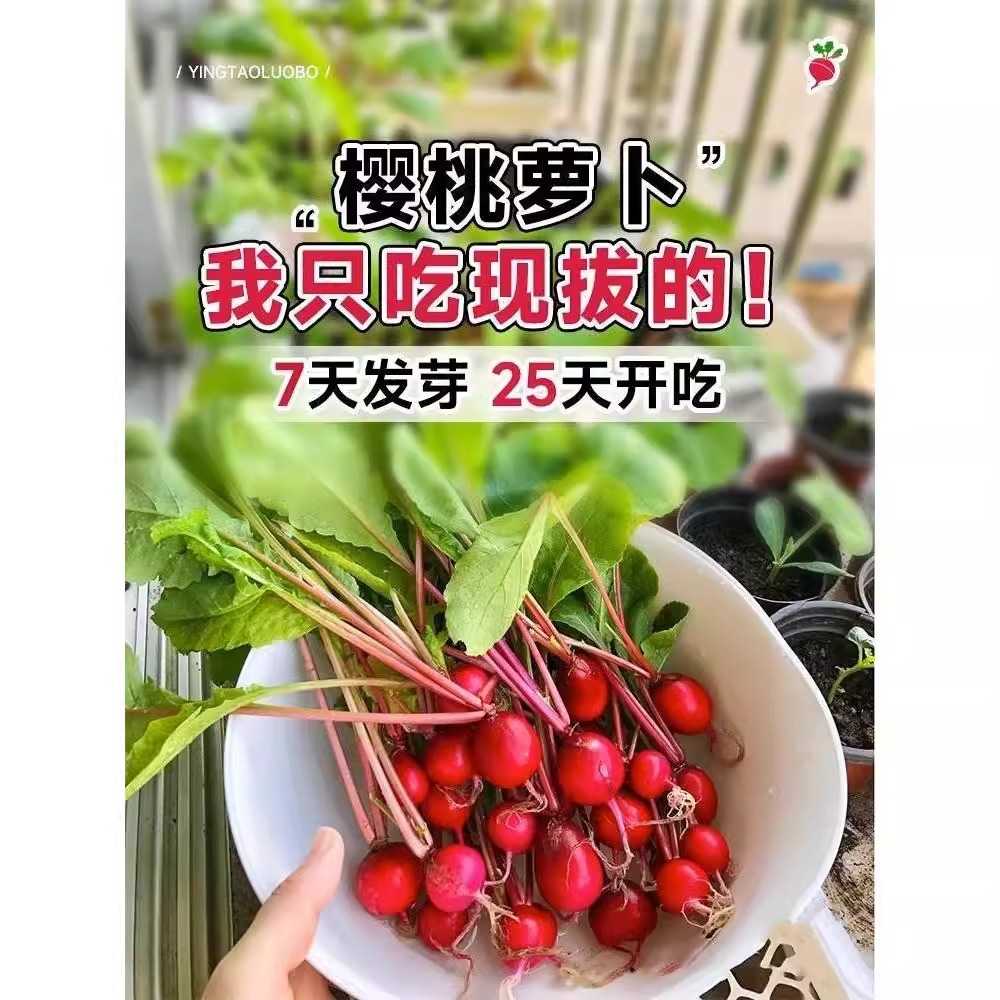 水果樱桃萝卜种籽四季阳台盆栽生吃凤梨春秋红白小萝卜蔬菜种孑苗 - 图1
