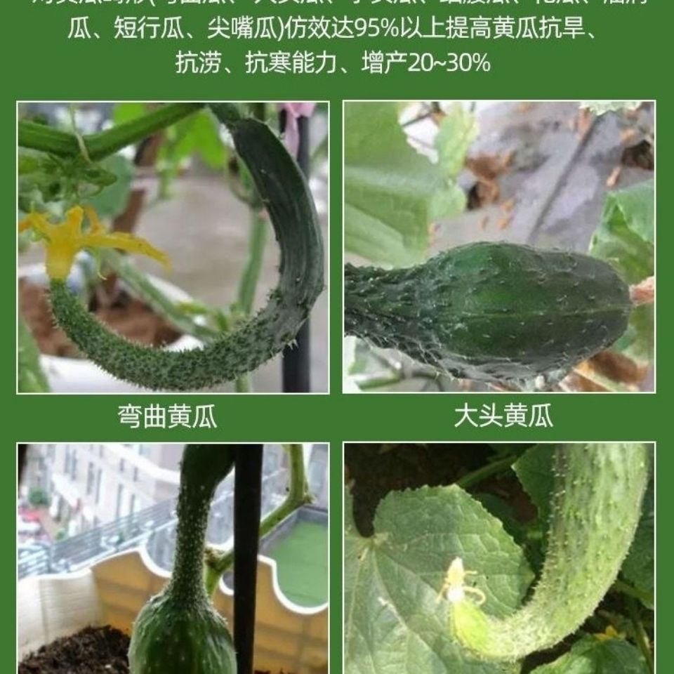 弯必喷 黄瓜 丝瓜 苦瓜 菜豆 辣椒 拉长鲜花顺直王拉直 - 图3