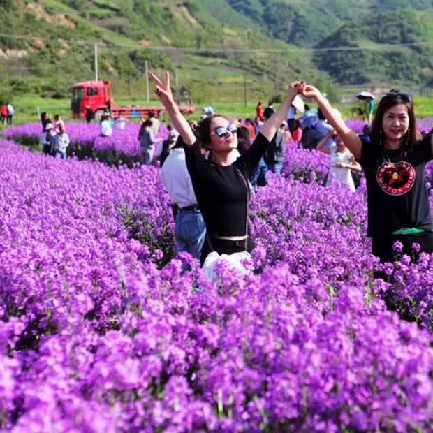 蓝香芥种子蓝色油菜花欧亚香花芥花种子易种花籽庭院四季易活紫色 - 图3