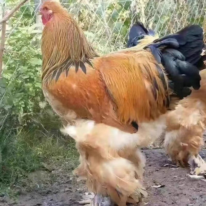 一斤正宗麻羽鸡农家散养绿壳蛋鸡土鸡活苗高产蛋笨土鸡苗,淘宝优惠券,粉丝福利购,淘宝优惠卷