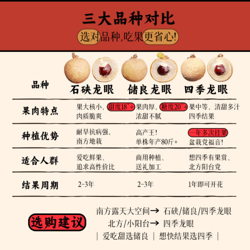 龙眼苗树苗桂圆广西果苗石硖储良四季常绿带叶正宗嫁接包邮 - 图0