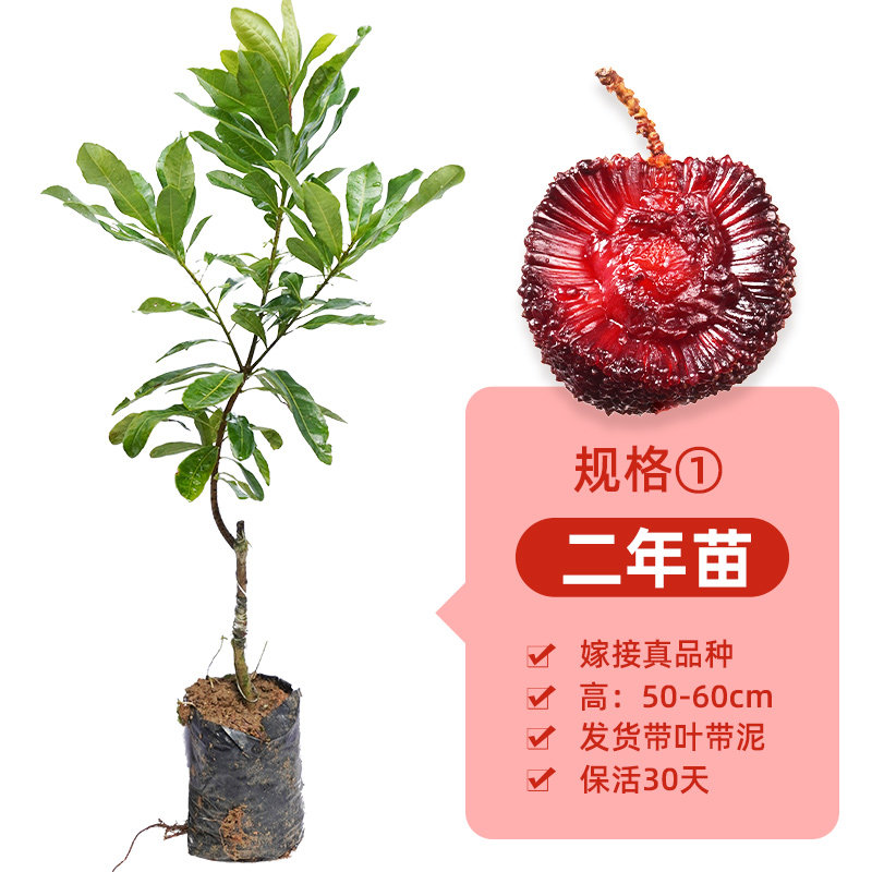 东魁杨梅树苗大果杨梅嫁接正宗品种六月6月广西带叶包邮