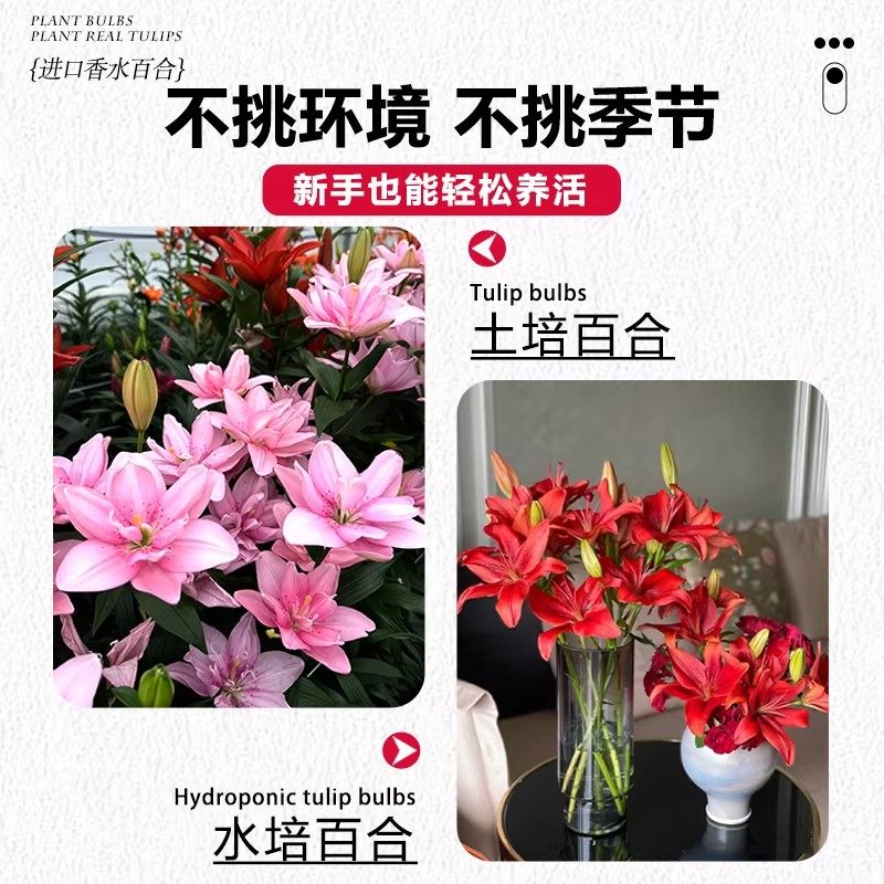 进口香水百合种球重瓣单瓣带牙室内外阳台盆栽耐寒好养种子易种植,淘宝优惠券,粉丝福利购,淘宝优惠卷