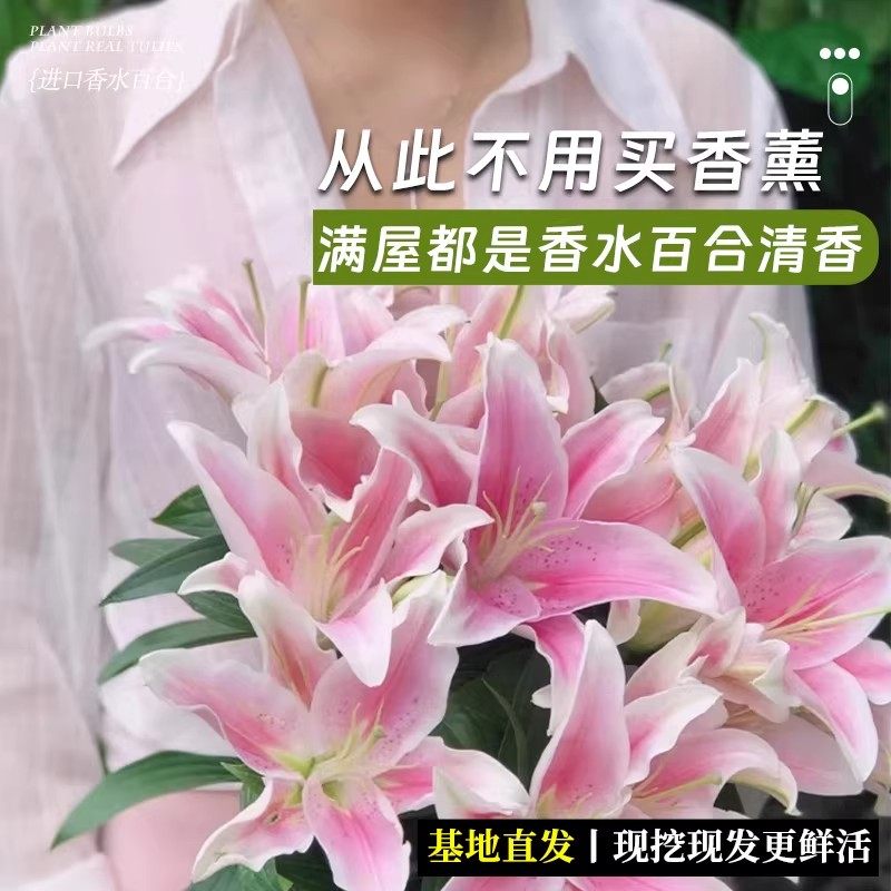 进口香水百合种球重瓣单瓣带牙室内外阳台盆栽耐寒好养种子易种植,淘宝优惠券,粉丝福利购,淘宝优惠卷