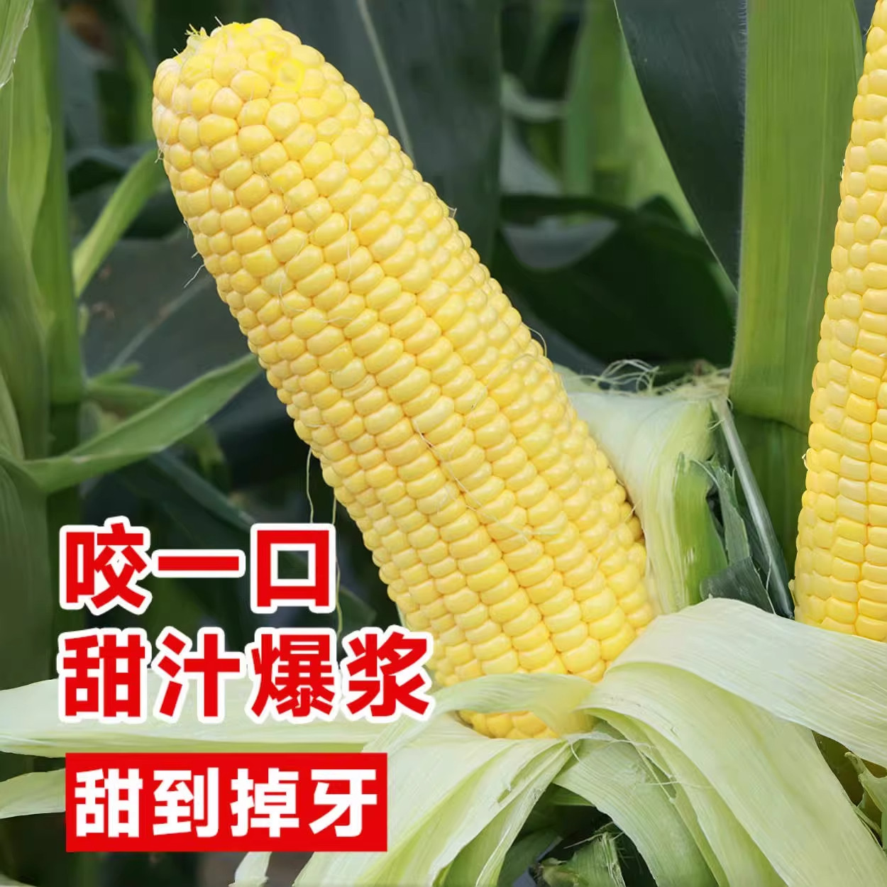 粤甜29号玉米种籽超甜高产水果玉米种子脆甜糯糯米春季杂交种孑,淘宝优惠券,粉丝福利购,淘宝优惠卷