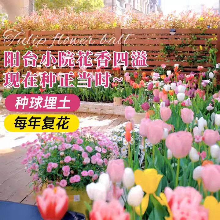 进口郁金香种球秋冬花卉耐寒花种子室内盆栽水培土培地栽开花植物,淘宝优惠券,粉丝福利购,淘宝优惠卷