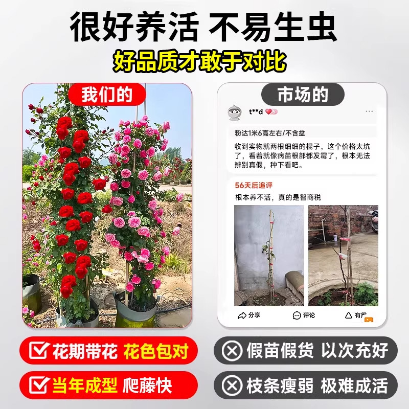 蔷薇花苗藤本月季特大花四季耐寒庭院爬藤植物阳台盆栽玫瑰好养,淘宝优惠券,粉丝福利购,淘宝优惠卷