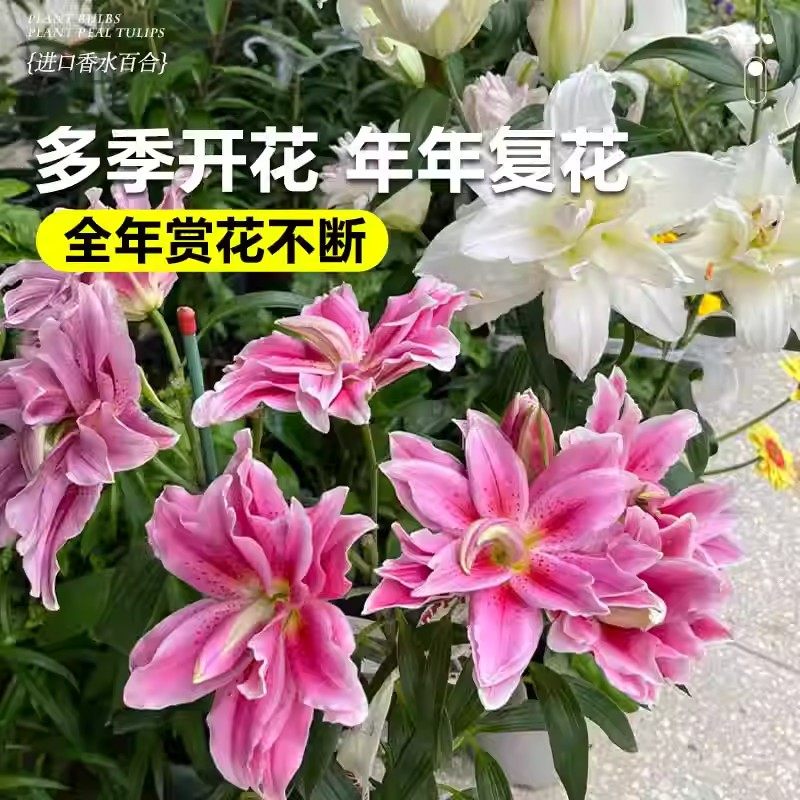 进口香水百合种球重瓣单瓣带牙室内外阳台盆栽耐寒好养种子易种植,淘宝优惠券,粉丝福利购,淘宝优惠卷