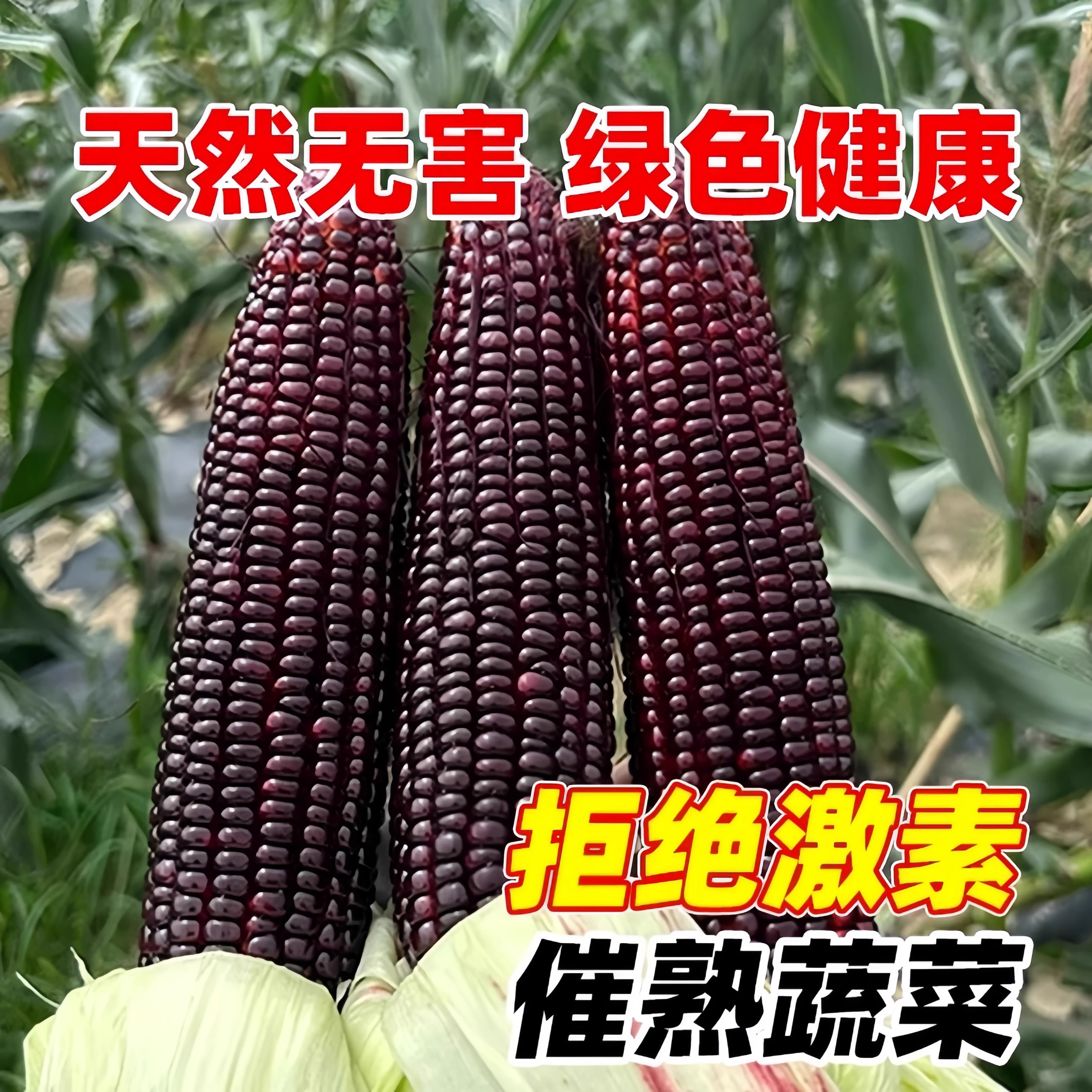 黑甜糯玉米种子香糯高产四季播蔬菜种子耐旱超甜糯黑糯玉米籽种苗,淘宝优惠券,粉丝福利购,淘宝优惠卷