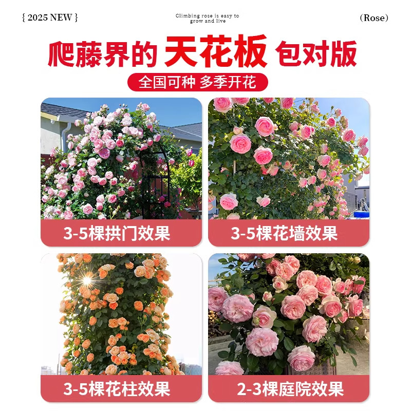蔷薇花苗藤本月季特大花四季耐寒庭院爬藤植物阳台盆栽玫瑰好养,淘宝优惠券,粉丝福利购,淘宝优惠卷