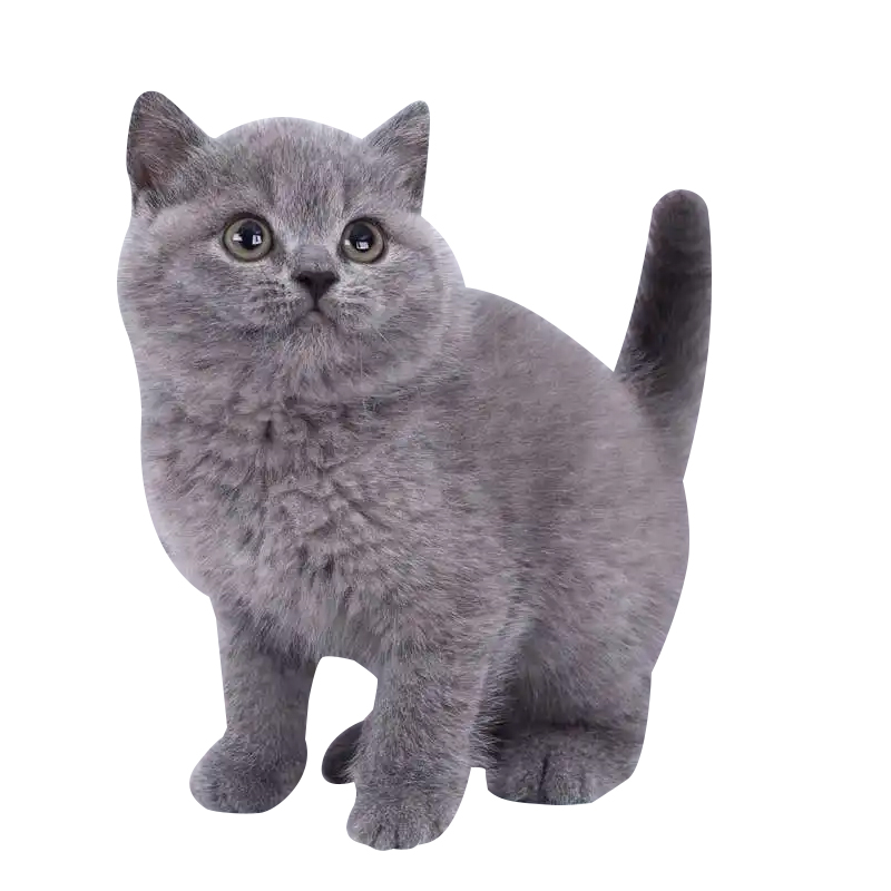 纯种英短蓝猫幼猫蓝白猫蓝胖子矮脚猫英国短毛猫幼崽活体宠物猫咪 - 图3
