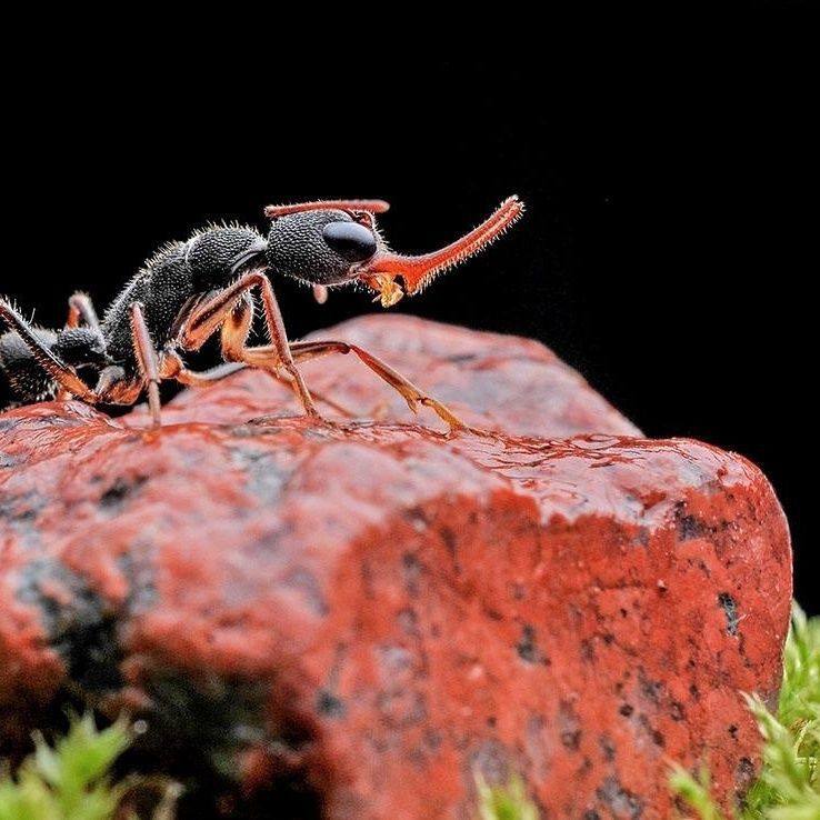 猎镰猛蚁 宠物蚂蚁镰刀猛蚁 蚂蚁活体科普教育 不包养殖,淘宝优惠券,粉丝福利购,淘宝优惠卷