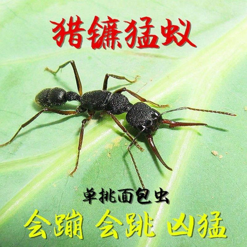 猎镰猛蚁 宠物蚂蚁镰刀猛蚁 蚂蚁活体科普教育 不包养殖,淘宝优惠券,粉丝福利购,淘宝优惠卷